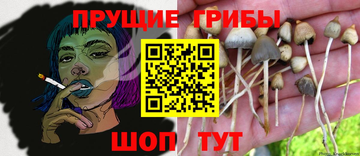 Псилоцибиновые грибы мицелий  Вход с VPN  Псилоцибиновые грибы ЛСД  Реж 